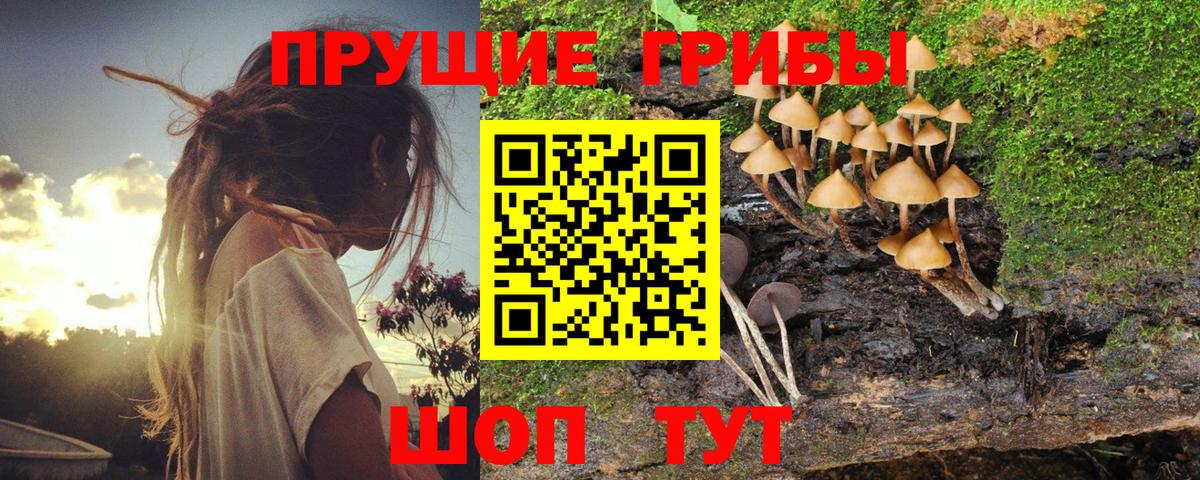 Псилоцибиновые грибы Psilocybe  Вход с VPN  Чернушка 